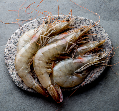 Shrimp